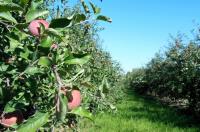 The Bumper Apple Harvest Continues – Dry Weather and Cone Bottom Tanks Needed!