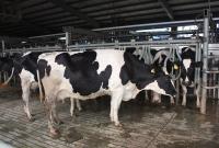 A New Deal For Dairy Farmers From Tesco