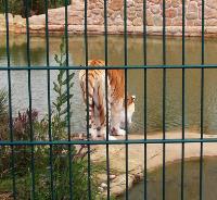 Big cats aplenty as hunt for zoo orders becomes a stampede