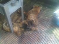 Dead Fox Removal Canning Town London E13