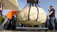 EUROPES PUMPKIN WEIGH OFF PRODUCES METRIC TONNE MONSTER