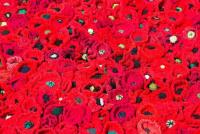 A FIELD OF POPPIES AT CHELSEA