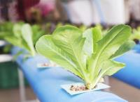 Hydroponics: Why is it Beneficial for Cities?