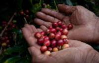 Learn About Coffee