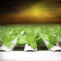 EVERYTHING YOU NEED TO KNOW ABOUT HYDROPONICS