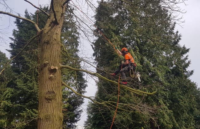 Sectional Felling Specialist Cringleford