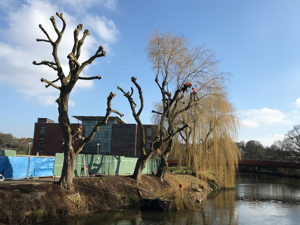 Tree Surgery Services Norwich