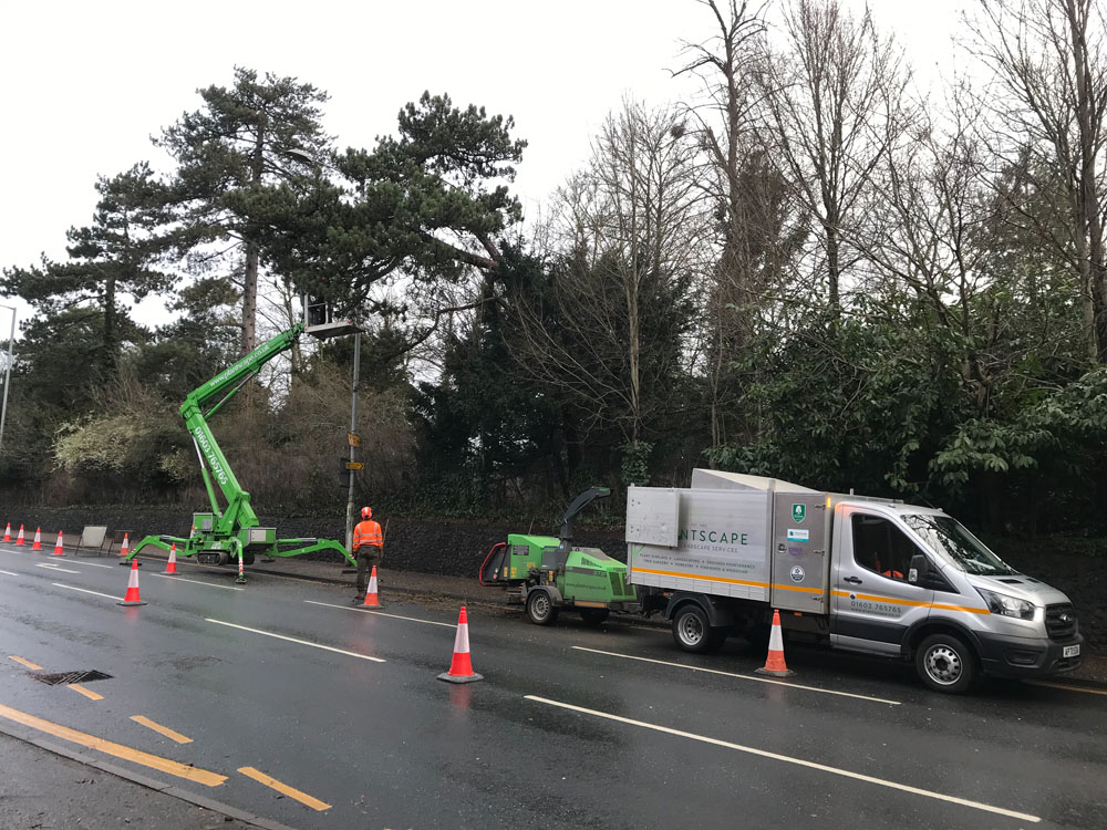 Tree Felling Services Norwich