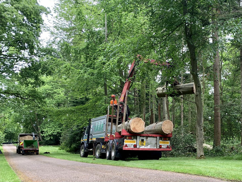 Tree Felling Services Poringland