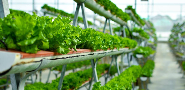 How to reduce food miles: 6 indoor farming solutions showing the road to profitable growth