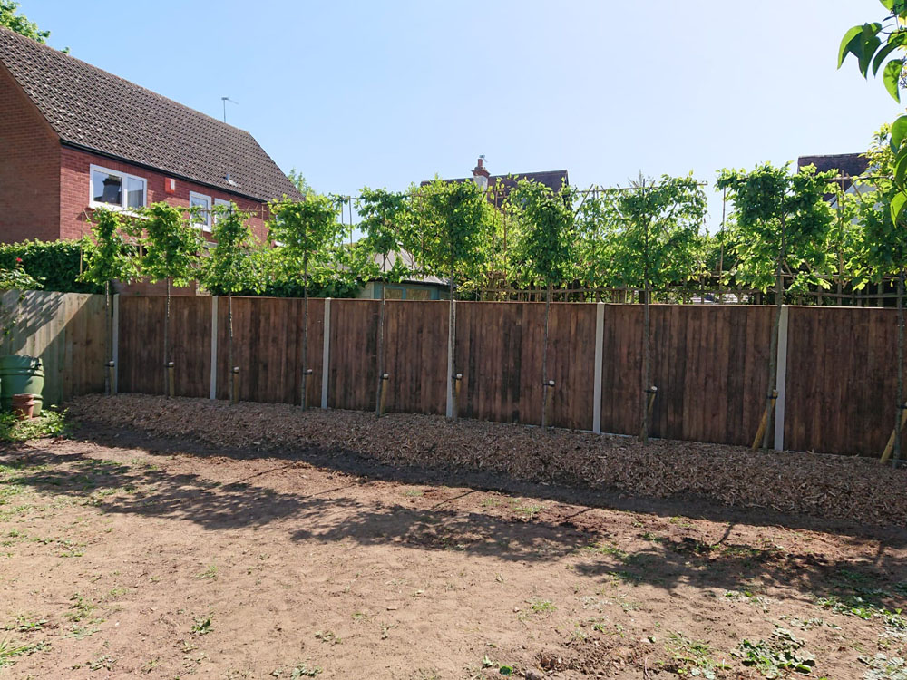 Tree And Hedge Planting Norfolk