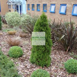 Organic Mulch Materials For Garden Health