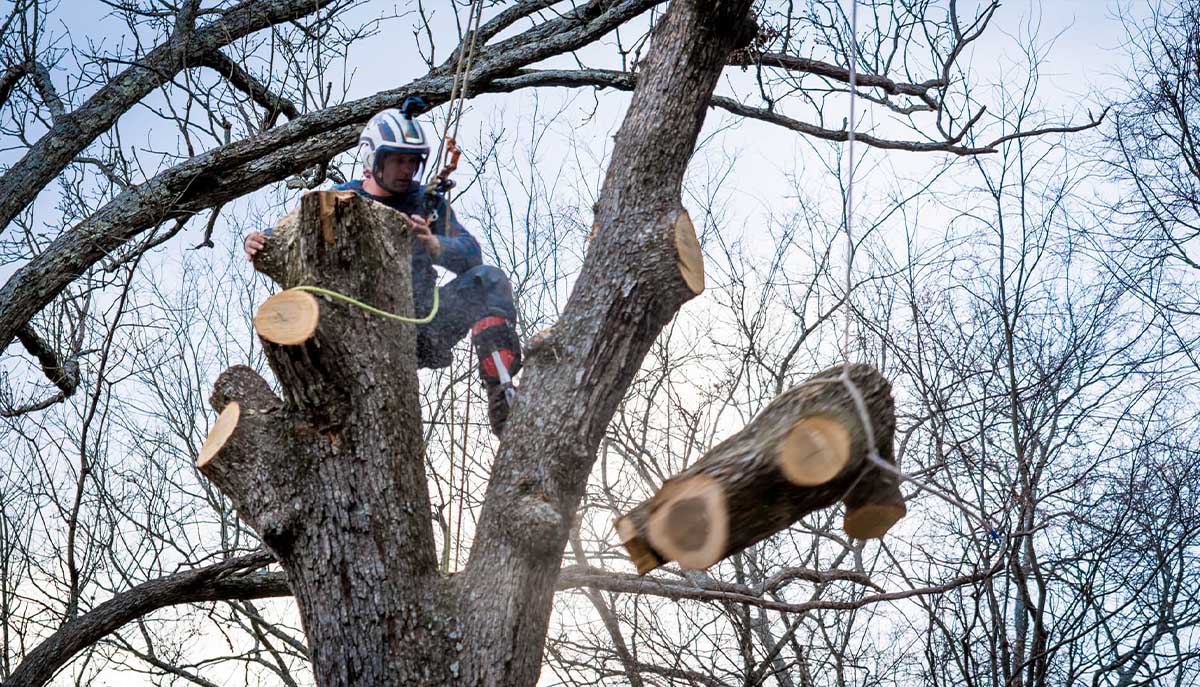 Rotherham Tree Removal