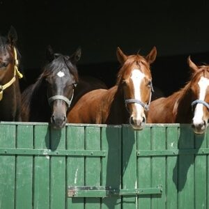 High Quality Rubber Matting For Equestrian & Animal