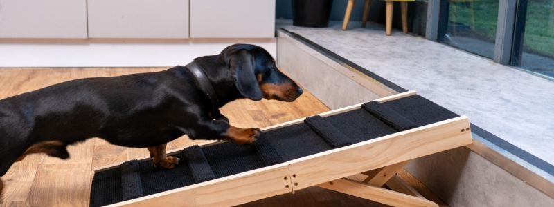 Adjustable Dog Ramp for Small Breeds