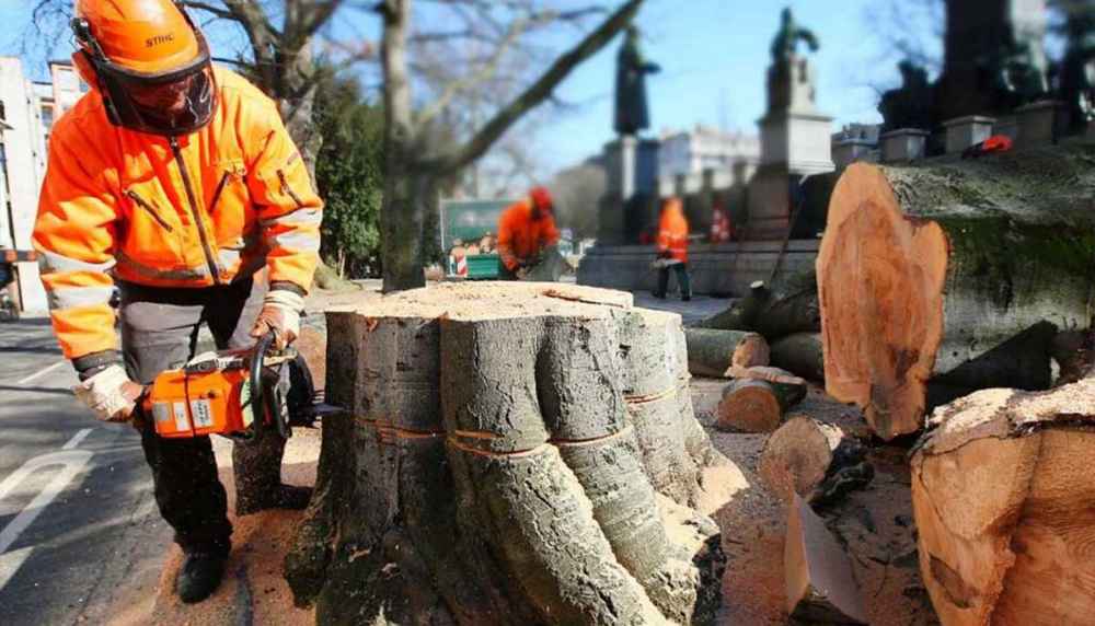 Wigan Tree Removal
