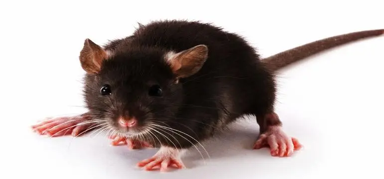 Rats & Other Vermin; How To Prevent Them Accessing Your Home