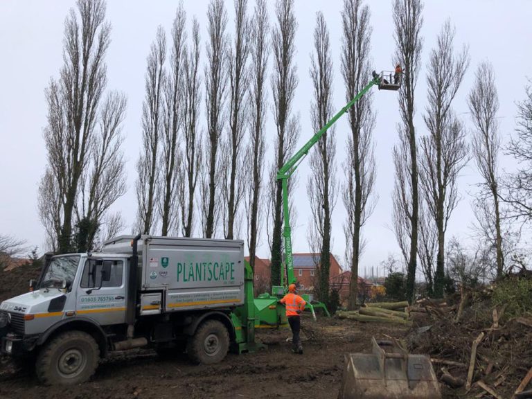 Tree Pruning Services Norwich