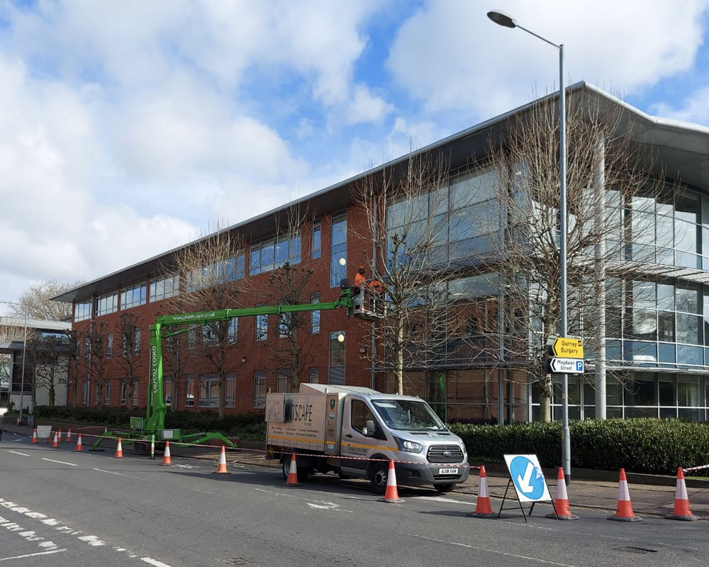 Professional Tree Surgeons Mulbarton