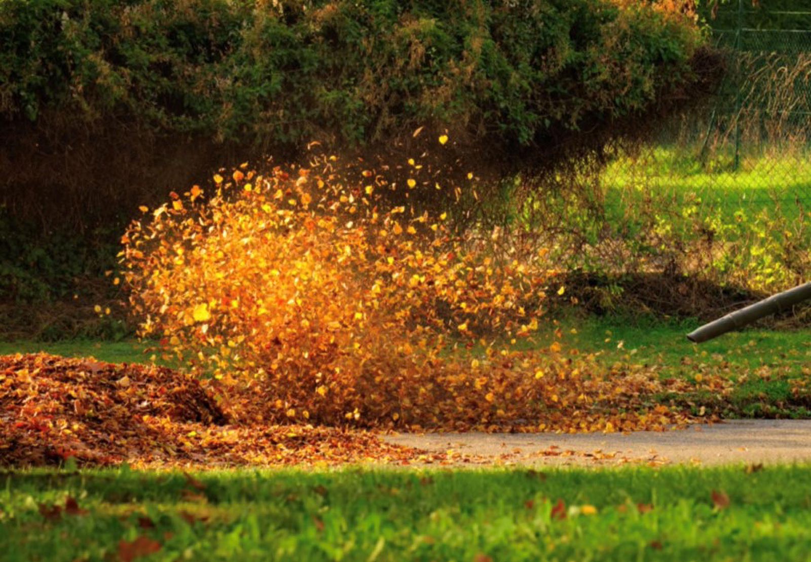 Seasonal Leaf Cleanup Services