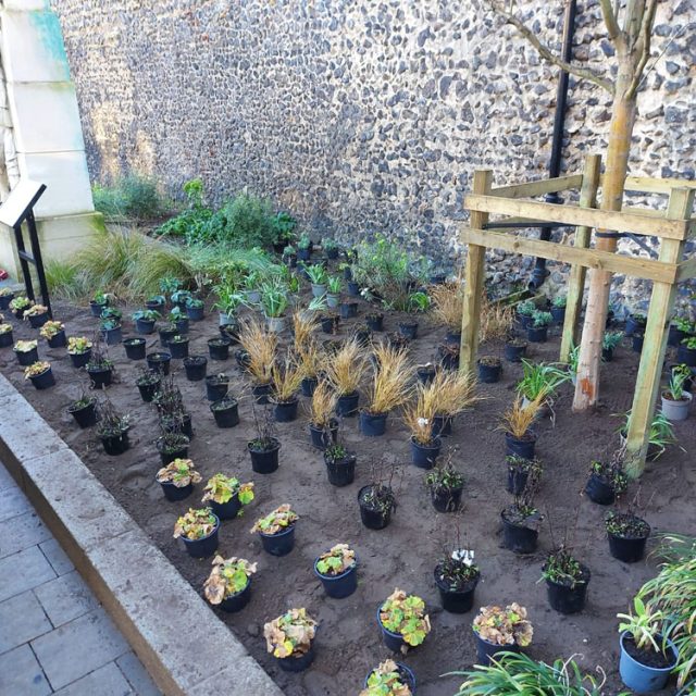 Shrub And Herbaceous Planting Mulbarton