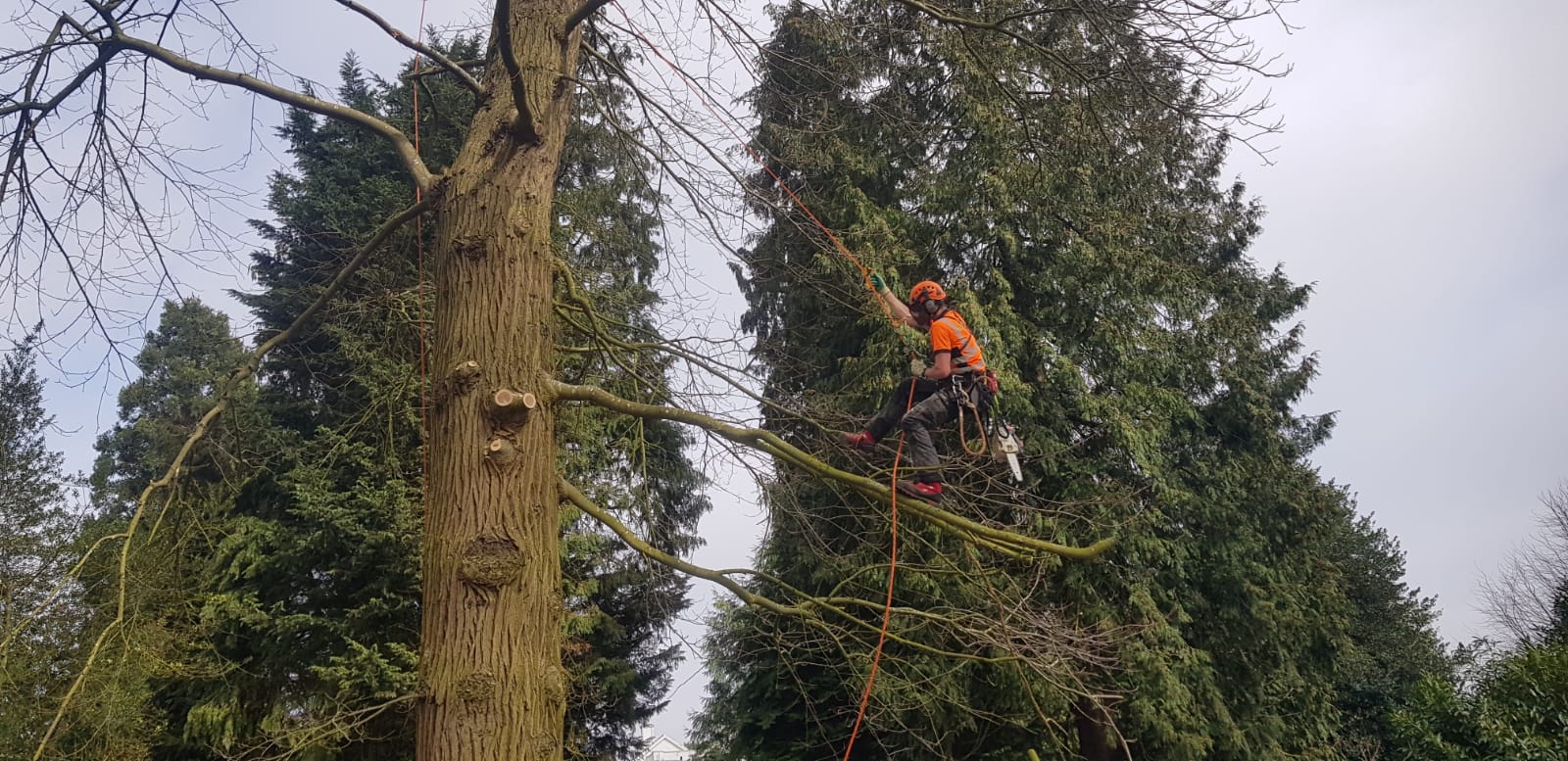 Professional Tree Care and Pruning