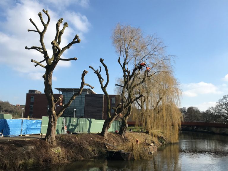 Tree Surgeons For Protected Trees Norfolk