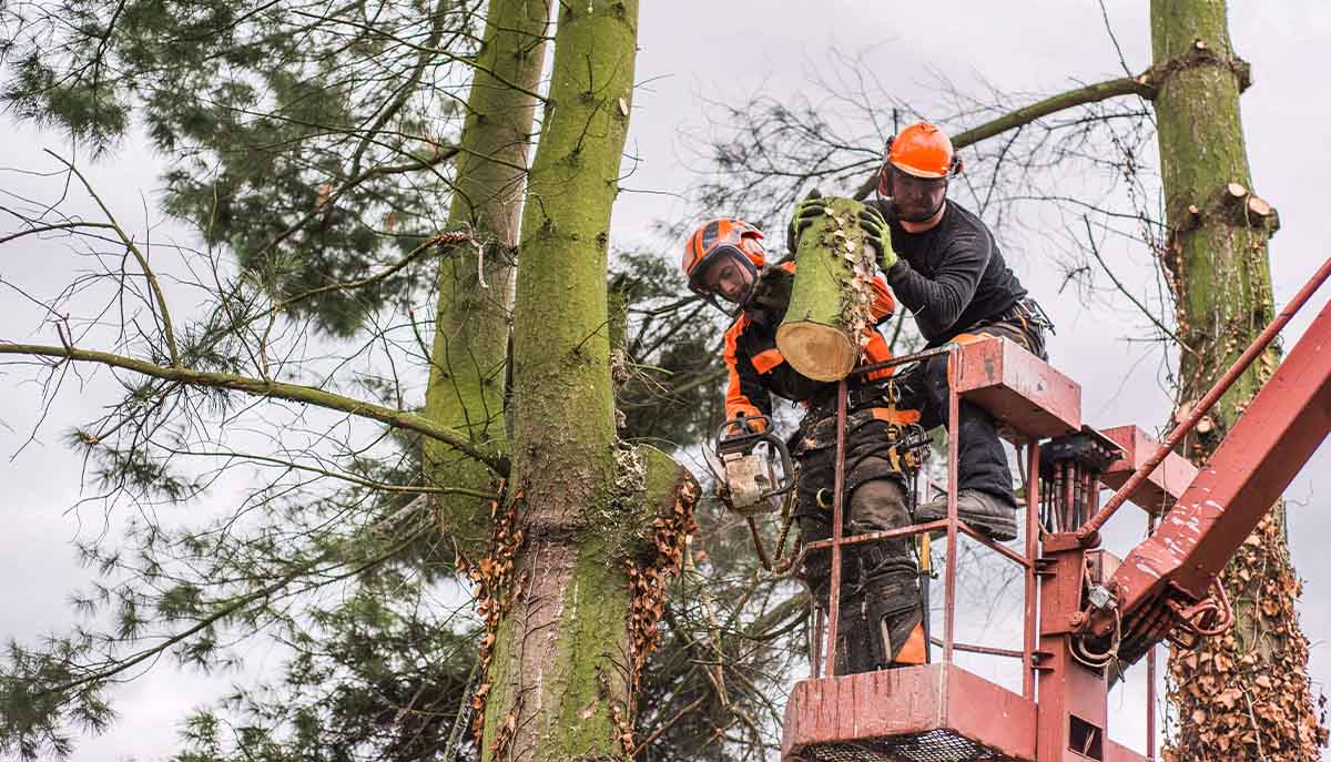  Coventry Tree pruning