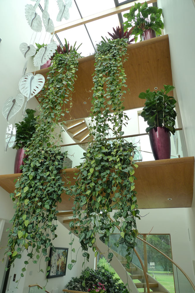 Interior Plant Displays Norwich