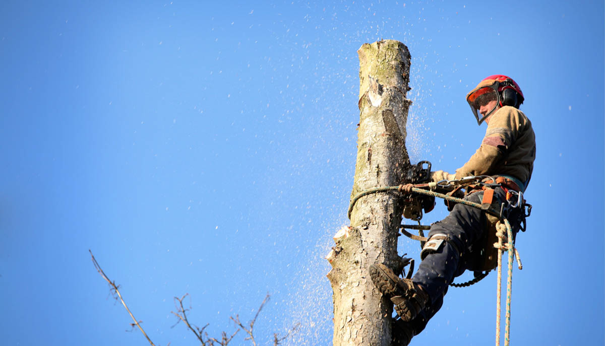 Leicester Tree Services