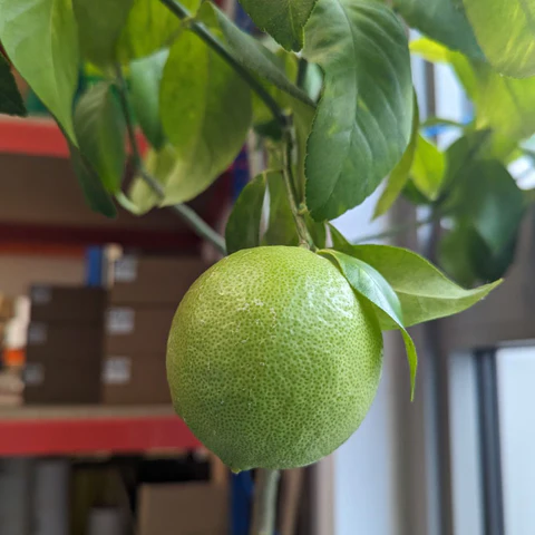 Lemon Labels Plants 500 Trees With Ecologi