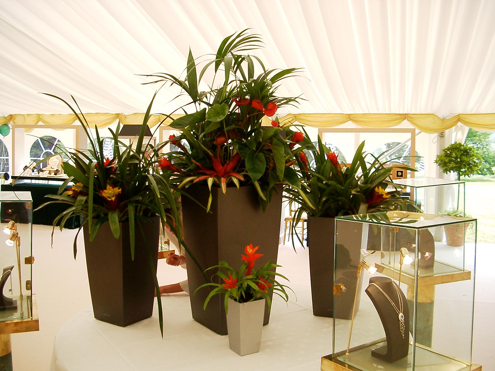 Interior Plant Displays Eaton