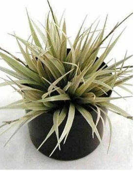 Artificial Plants Suppliers For Reception Areas UK