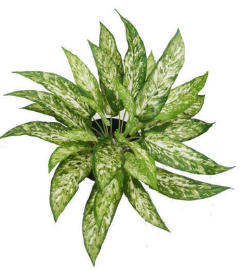 Artificial Greenery Suppliers UK