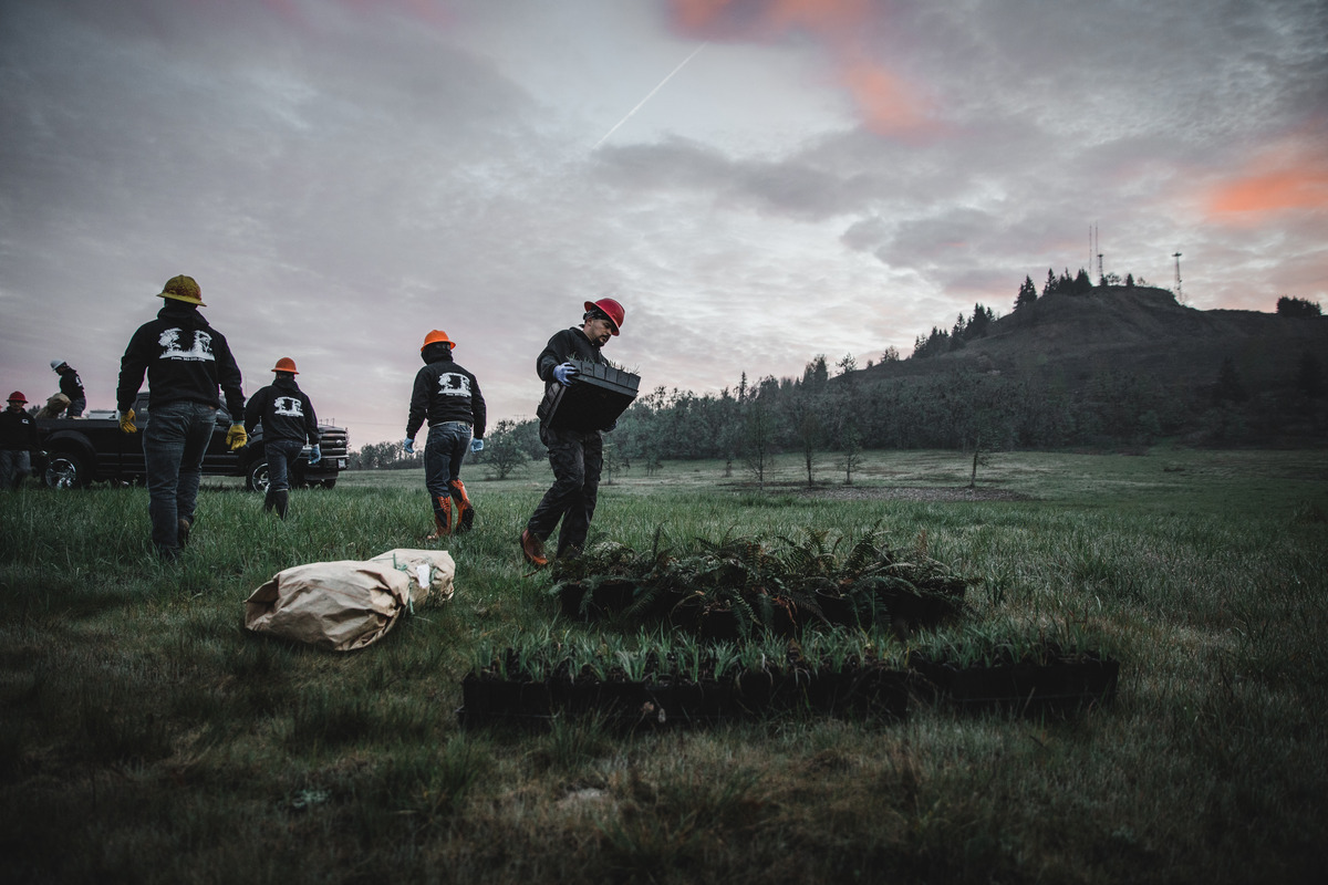 Kingly Plants Over 12 Football Pitches Worth of Trees