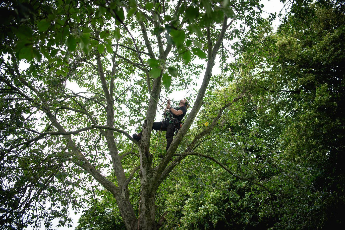 Providers of First Aid For Tree Workers UK