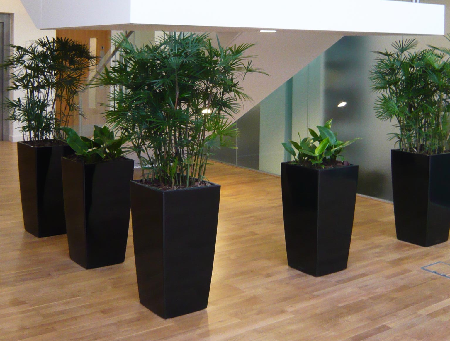 Artificial Interior Plant Displays Cringleford