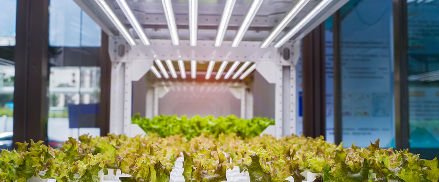 The UK Ban on Fluorescent Lights & The Transition to LED Grow Lights