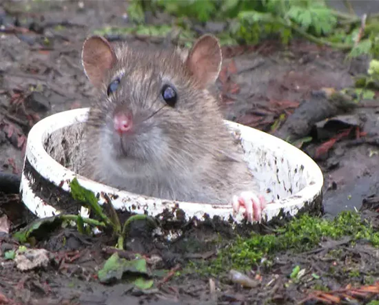 How to Prevent Rats from Getting into Your Drains