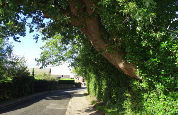 Quantified Tree Risk Assessments For Homebuyers In North West Of England
