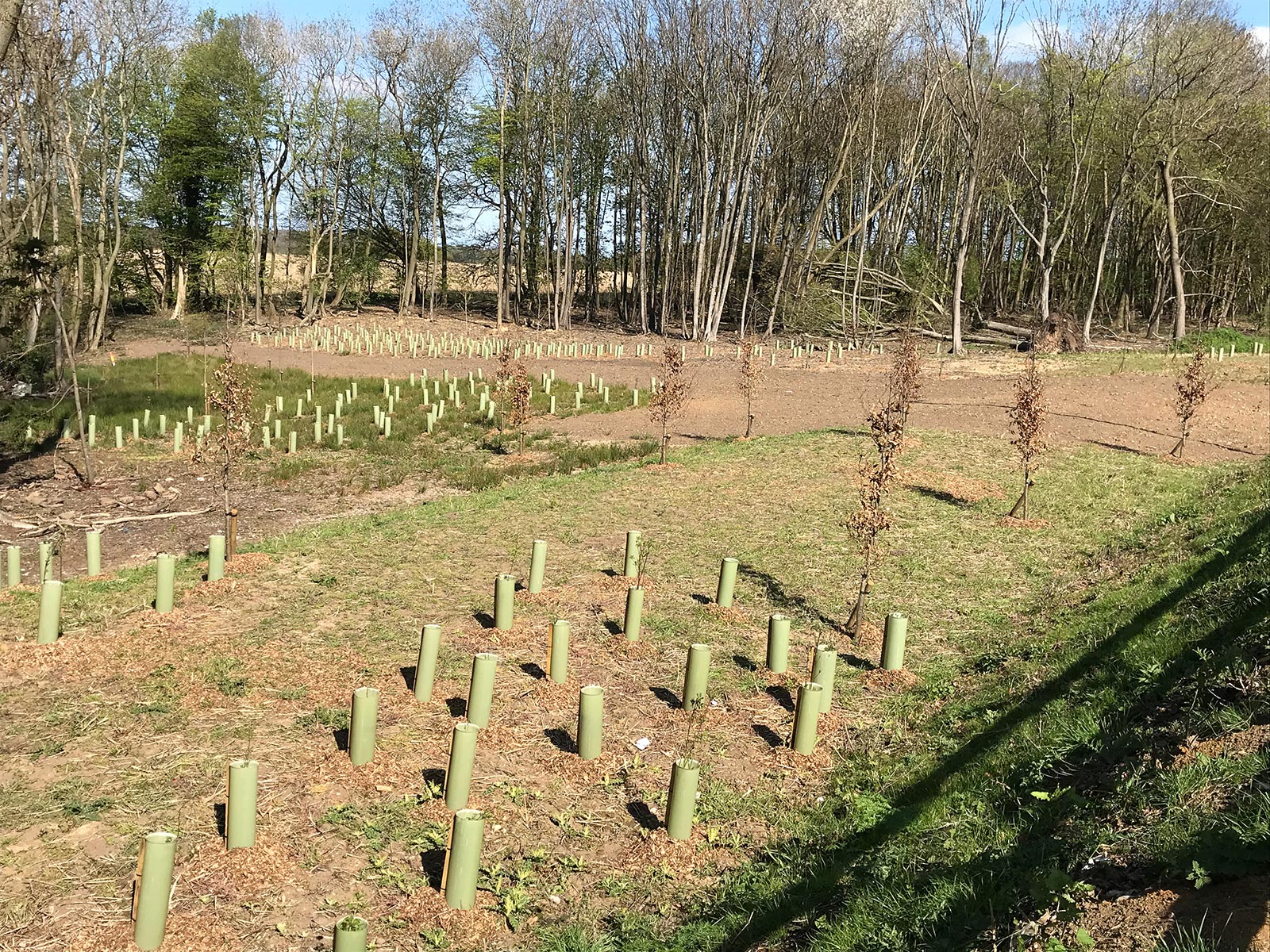 Tree And Hedge Planting Poringland