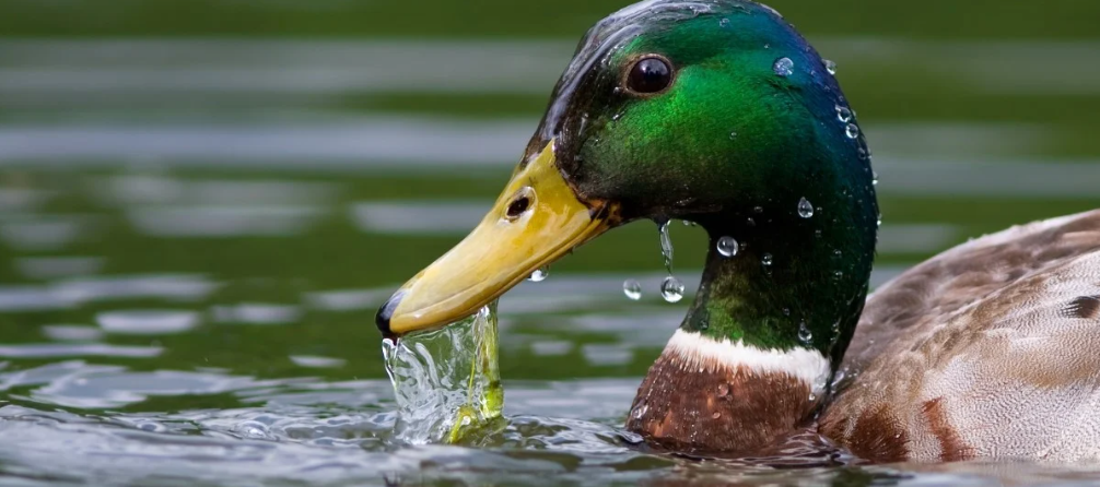 Water off a duck's back: what is a hydrophobic coating