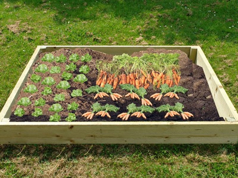 Raised Vegetable Bed - 2m x 1m