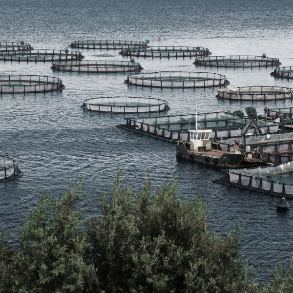 Aquaculture Feed Handling Valves