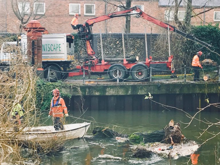 Emergency Tree Work Poringland