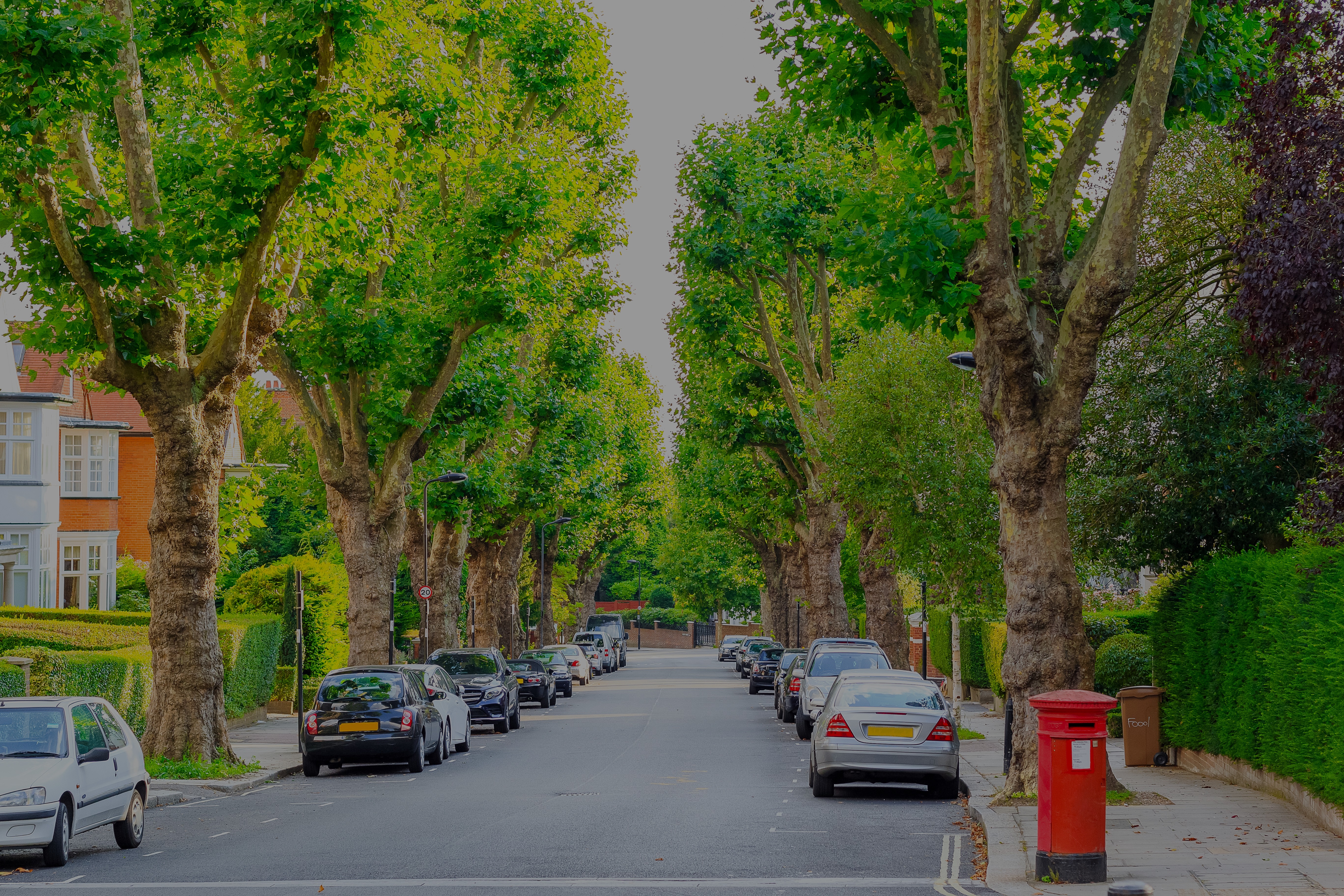 Urban Tree Health Assessment Services