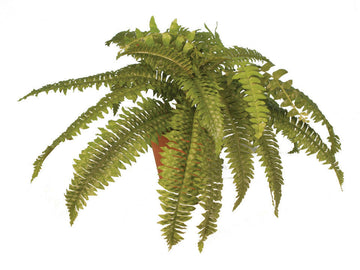 Artificial Plants Suppliers For Parties UK