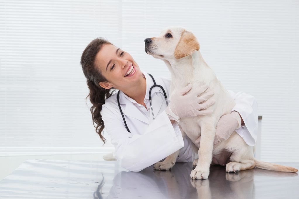 Diagnostic Testing Kits For Animals