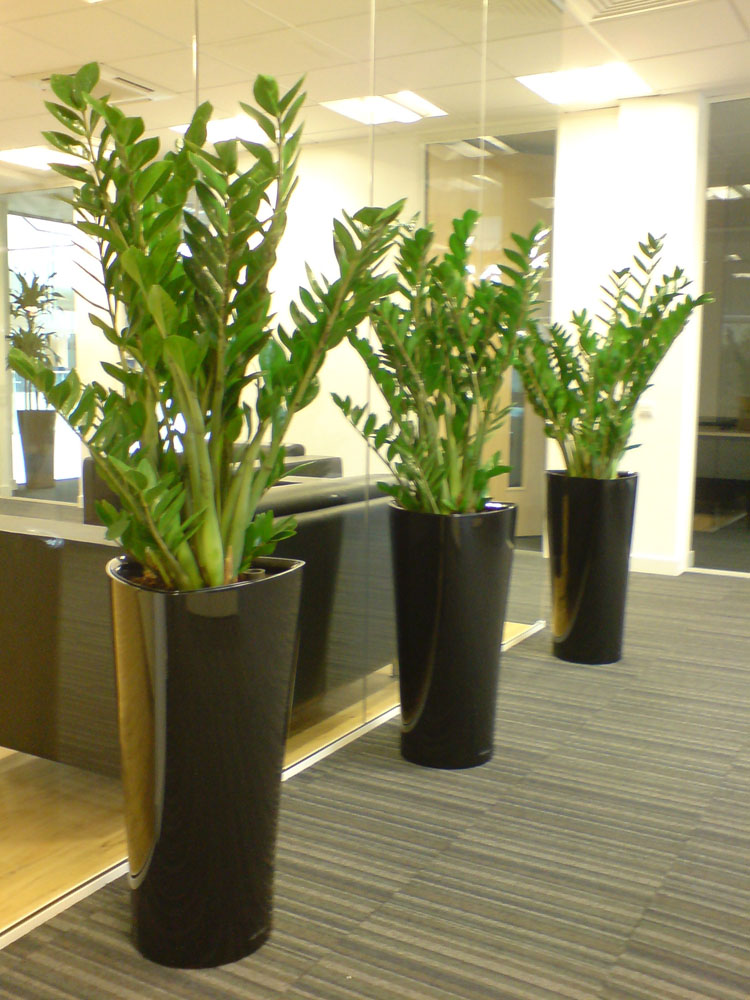 Artificial Interior Plant Displays