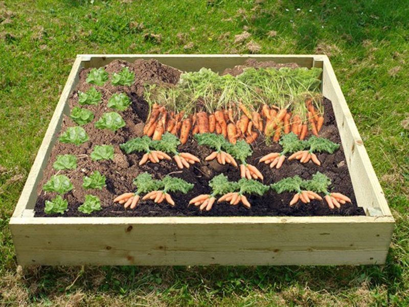 Raised Vegetable Bed - 1m x 1m for Parks